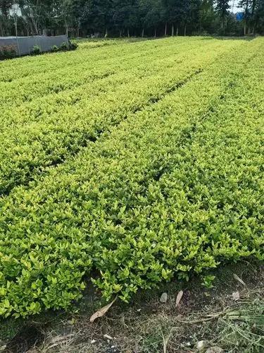 济宁樱花绿化工程项目